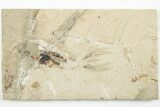 Cretaceous Fossil Squid with Tentacles & Ink Sac - Pos/Neg #201349-4